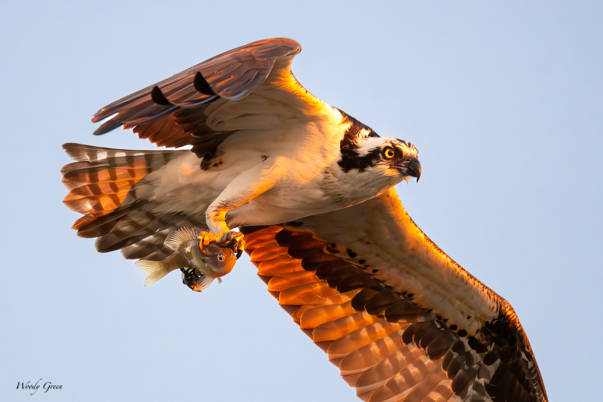 OspreyFish-615.jpg