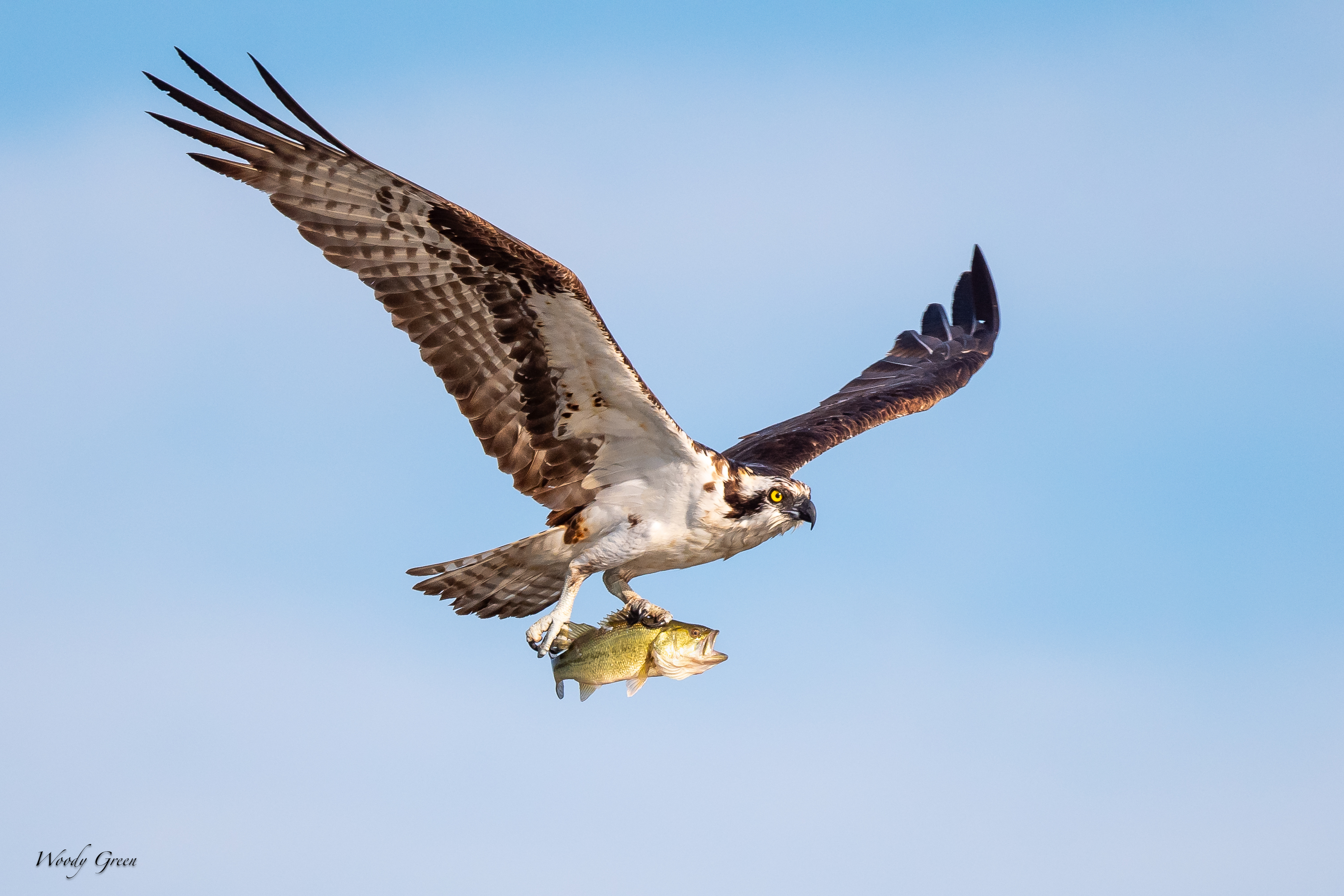 OspreyFish-62.jpg