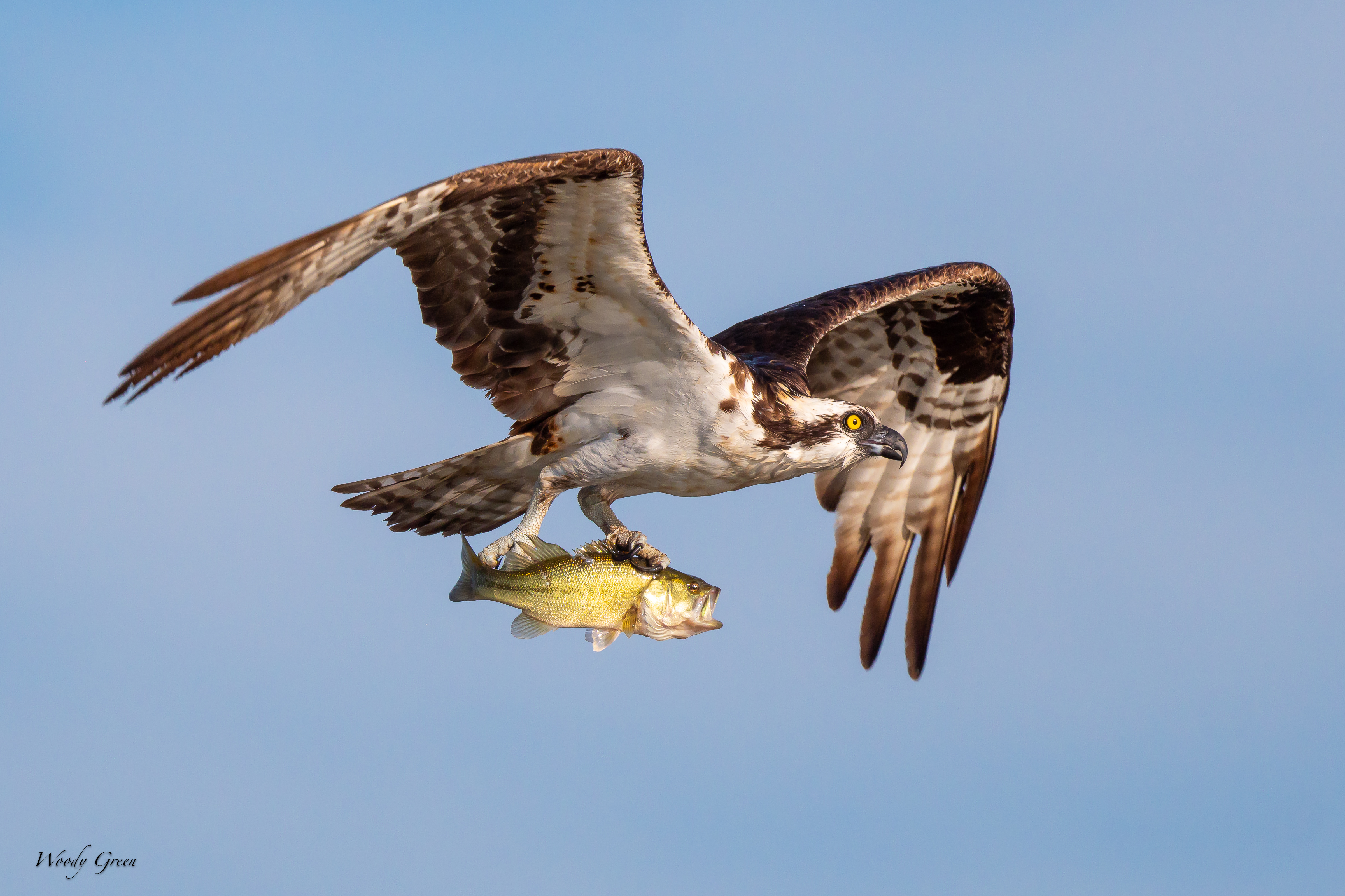 OspreyFish-63.jpg