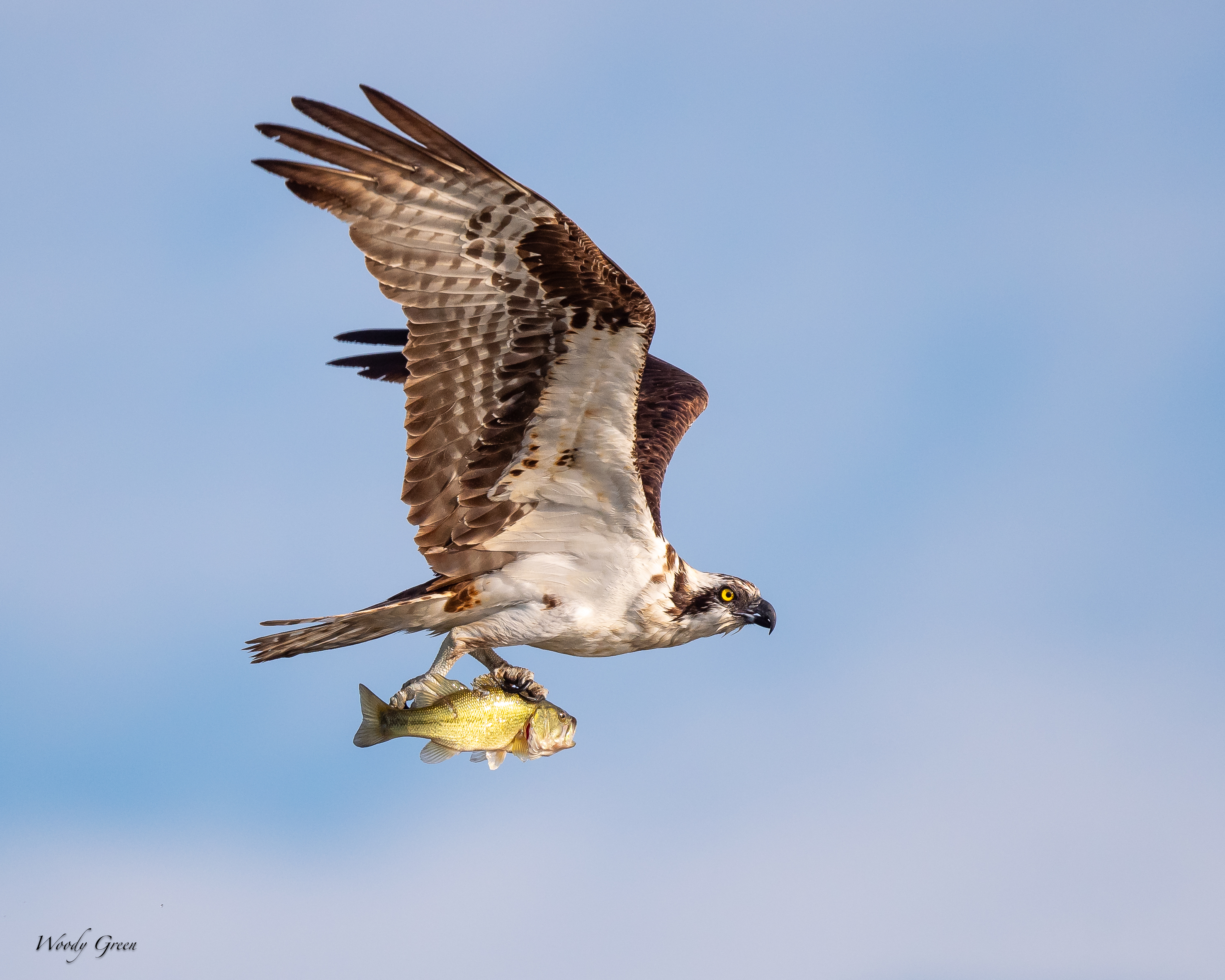 OspreyFish-65.jpg