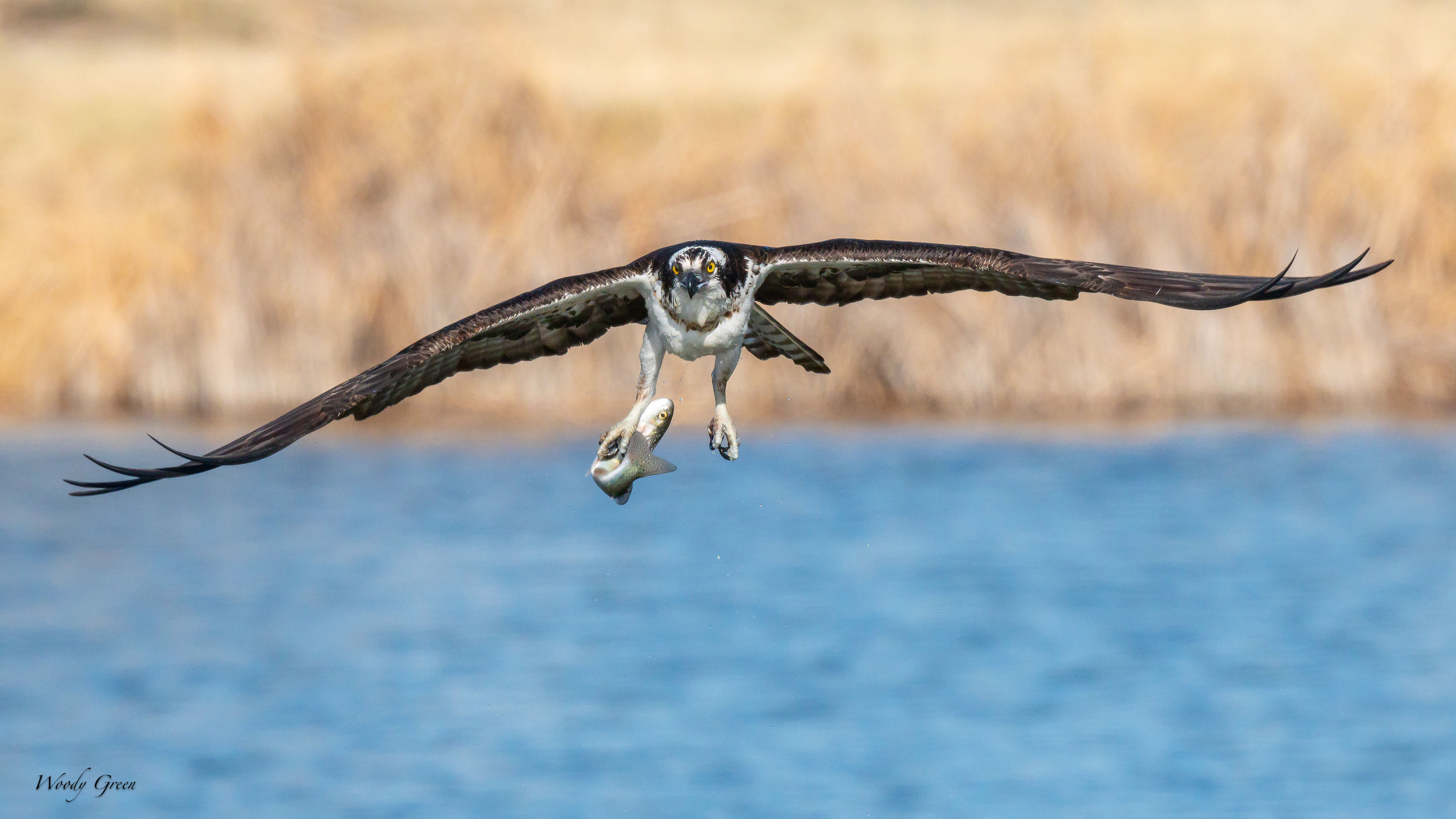 OspreyFish-753.jpg