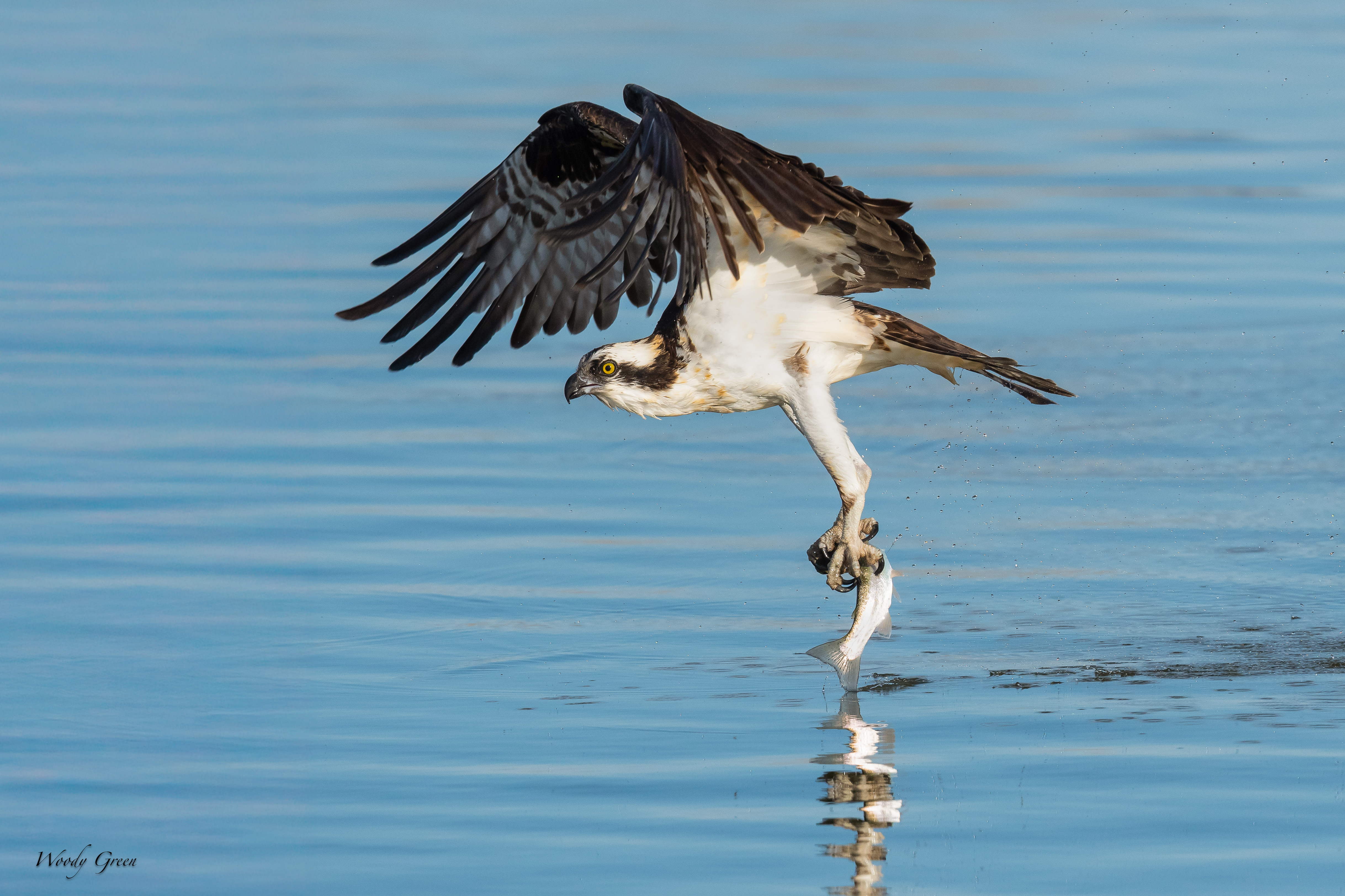 OspreyFish-81.jpg