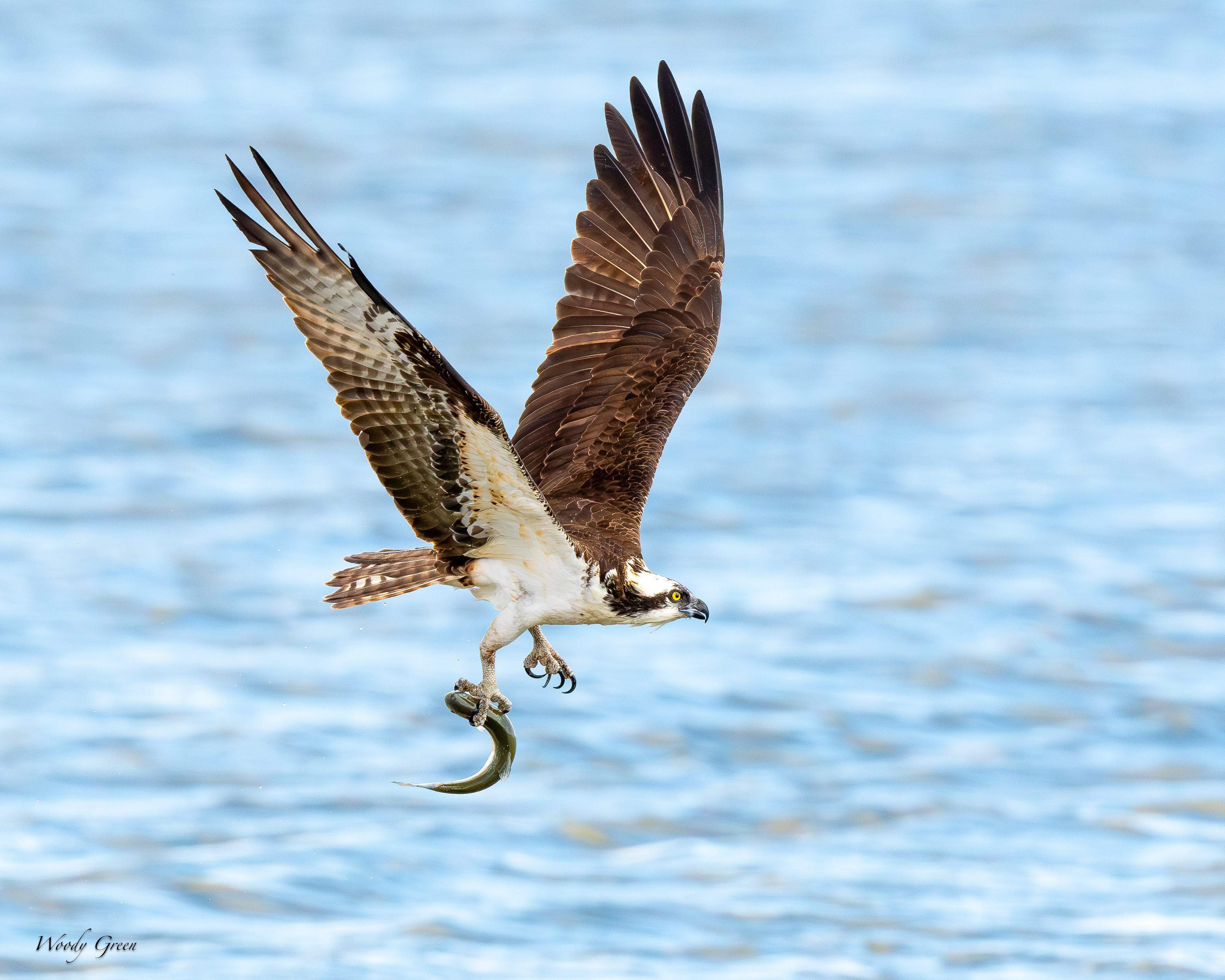 OspreyFish-93.jpg