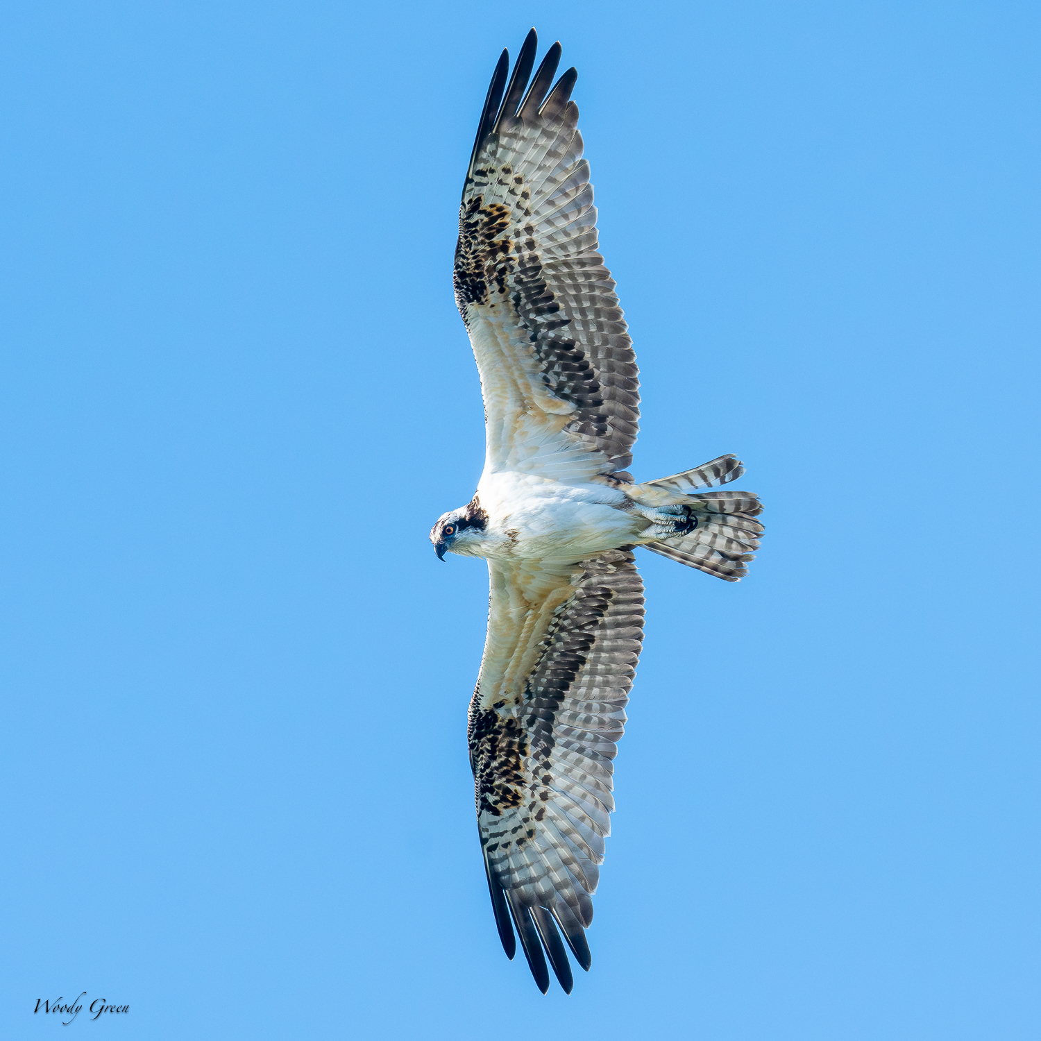 OspreyFlight-415.jpg