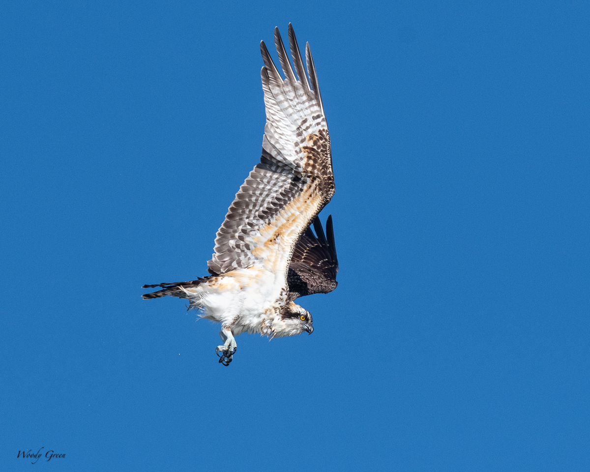 OspreyFlight-71.jpg