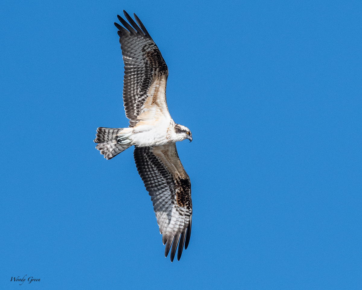 OspreyFlight-72.jpg
