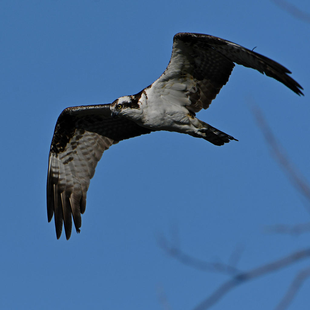 OspreyFlying.jpg
