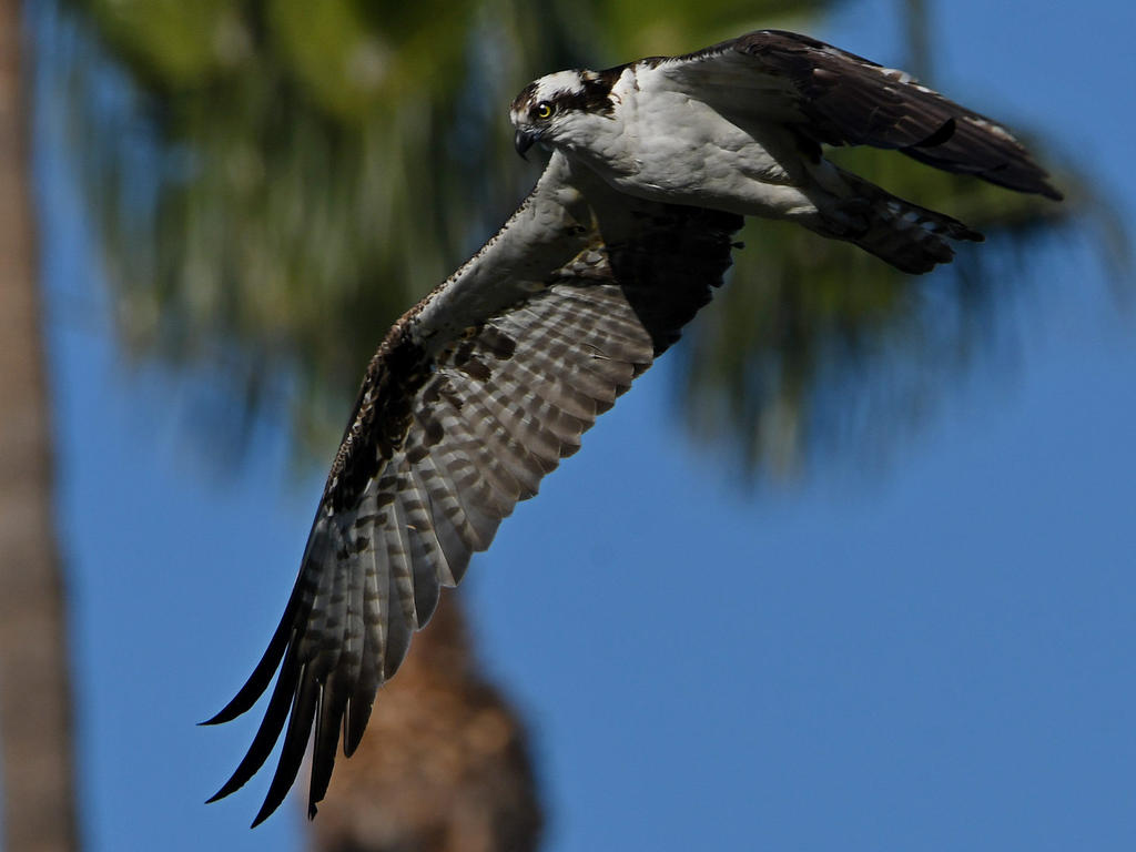 OspreyFlying2.jpg