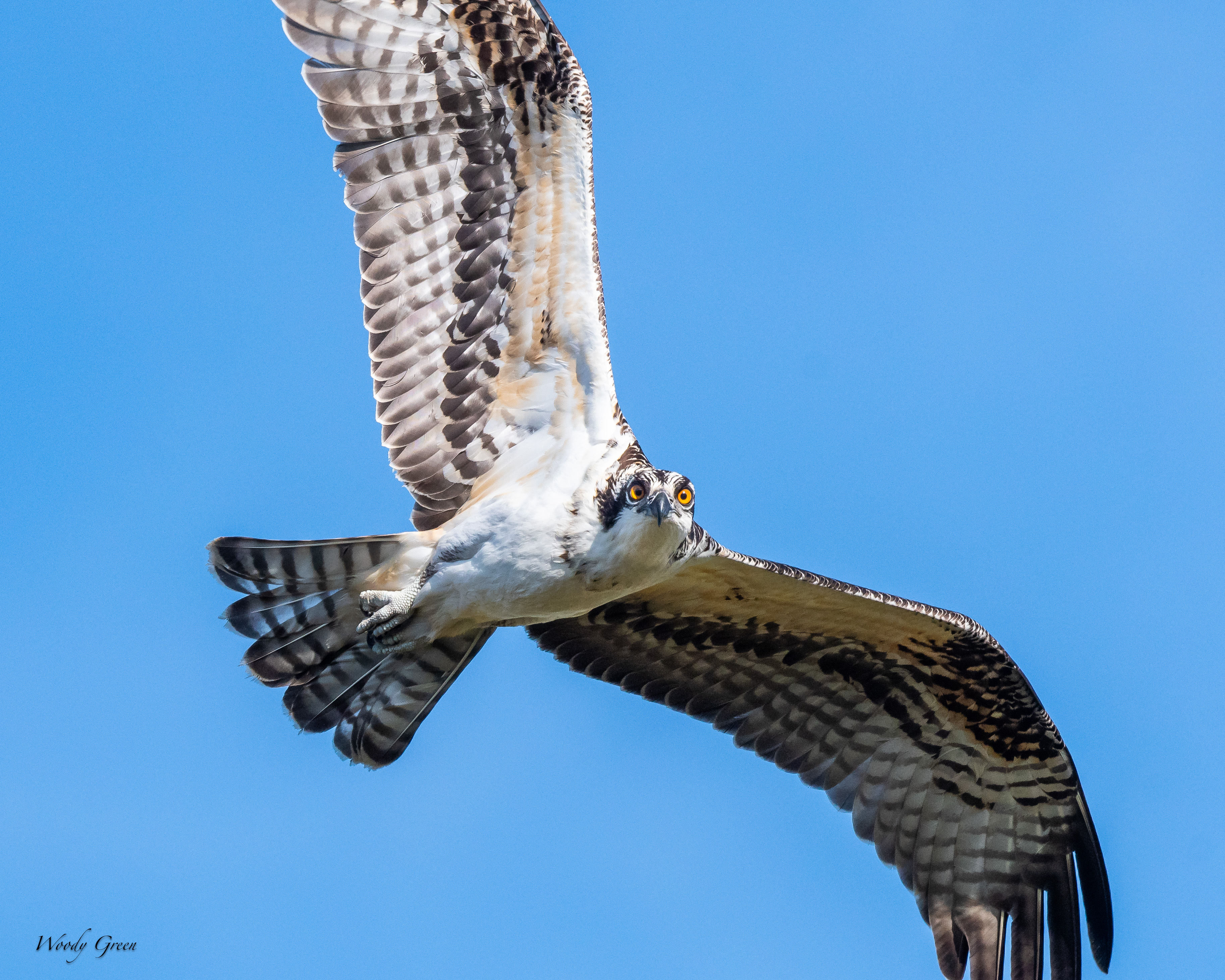 OspreyJuvenile-121.jpg
