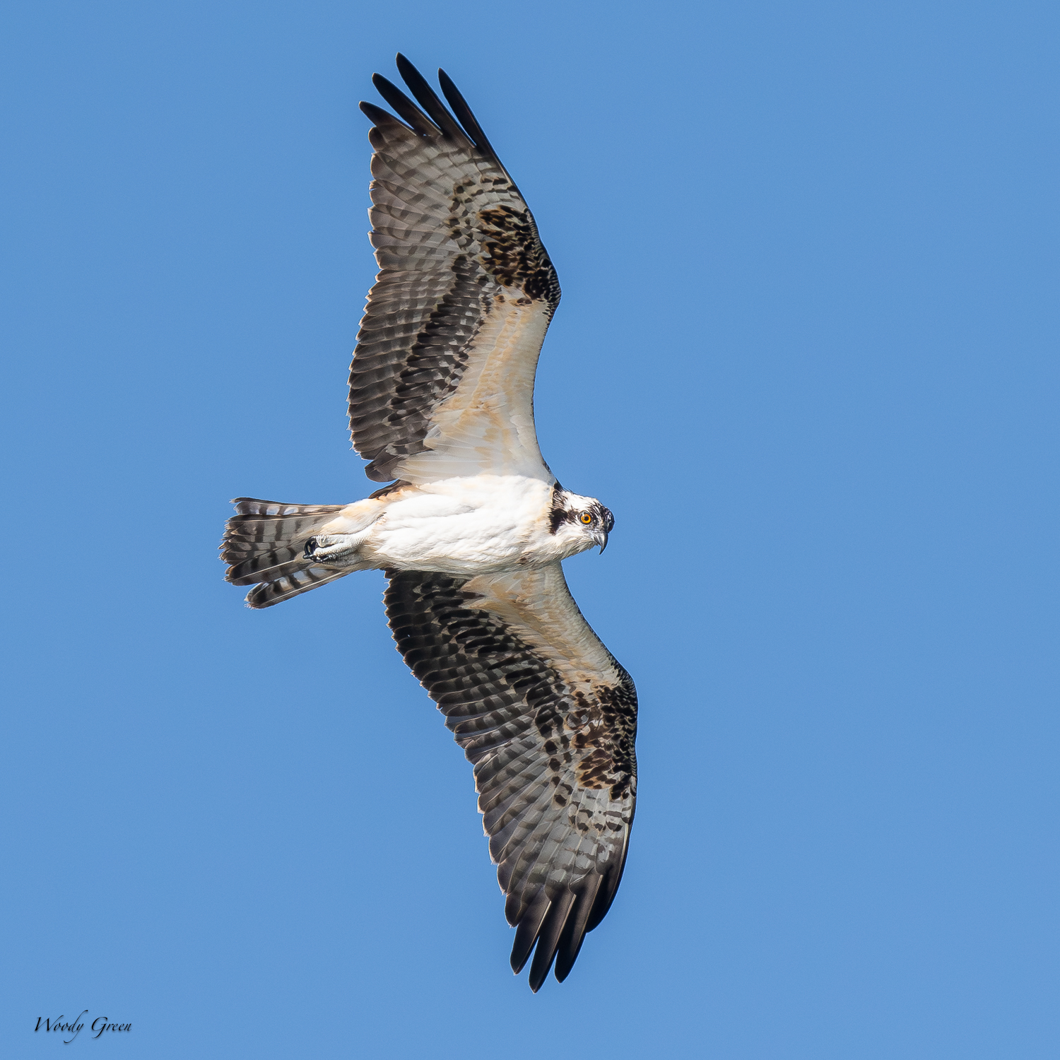 OspreyJuvFlight-414.jpg