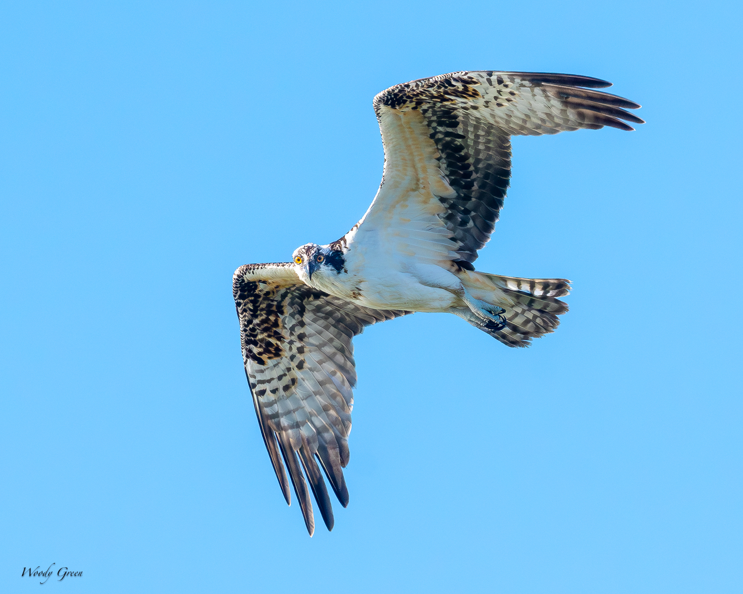 OspreyJuvFlight-415.jpg