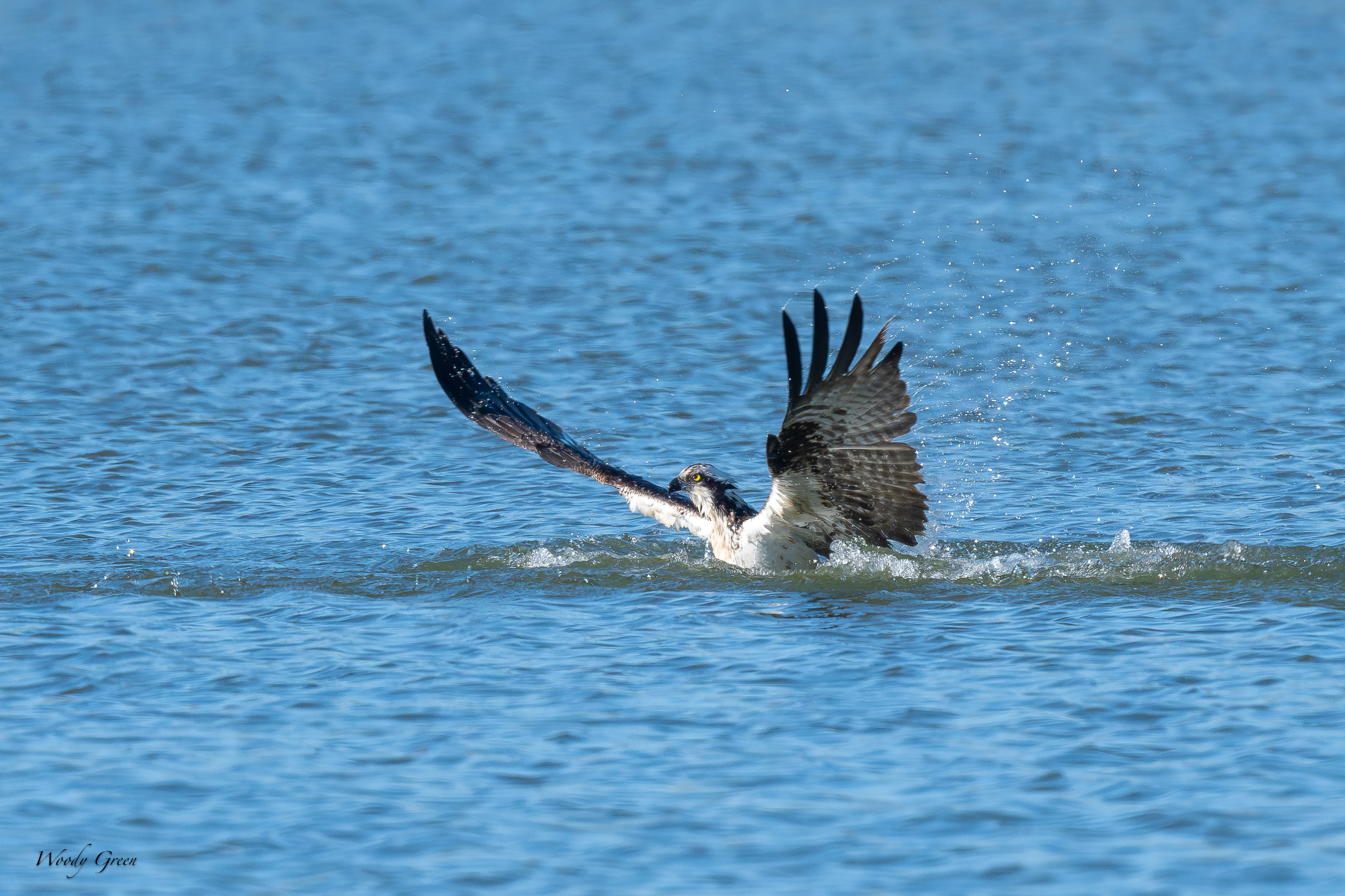 OspreyOffWater-615.jpg