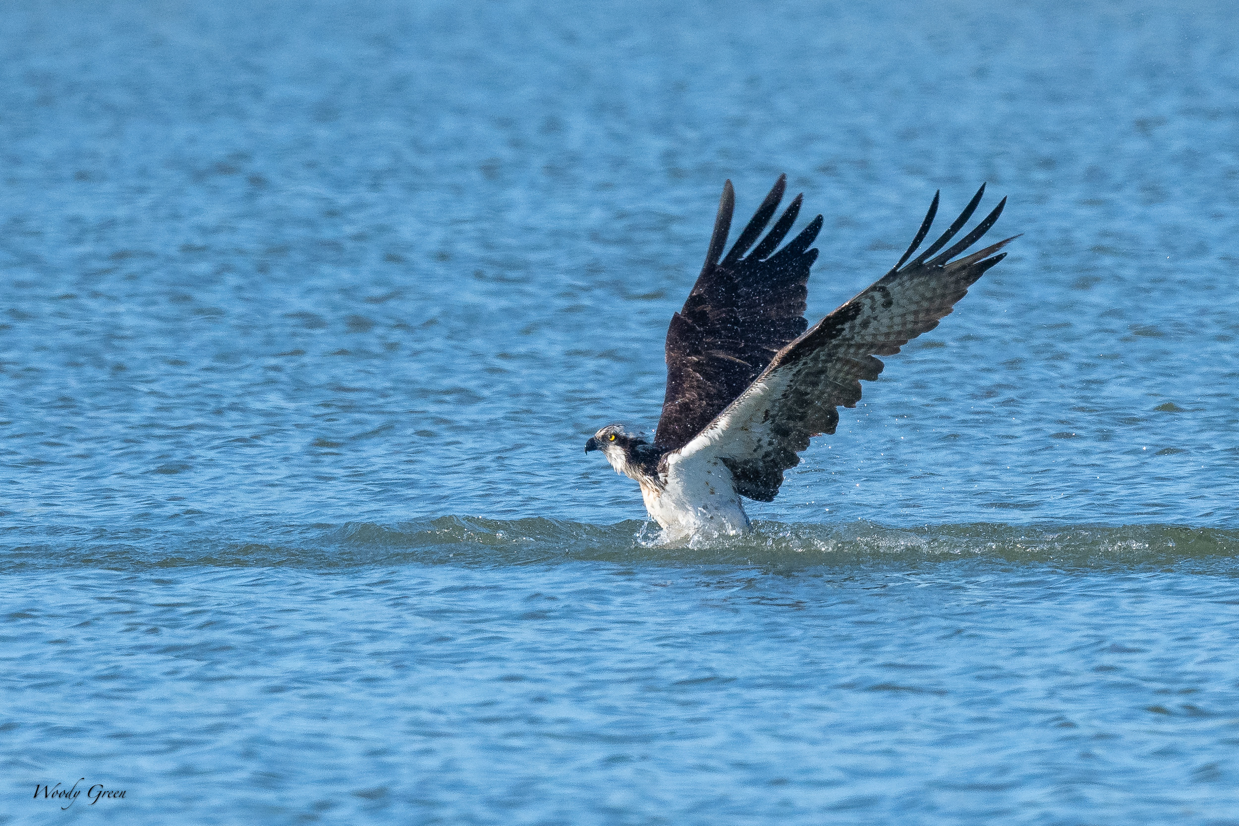 OspreyOffWater-616.jpg