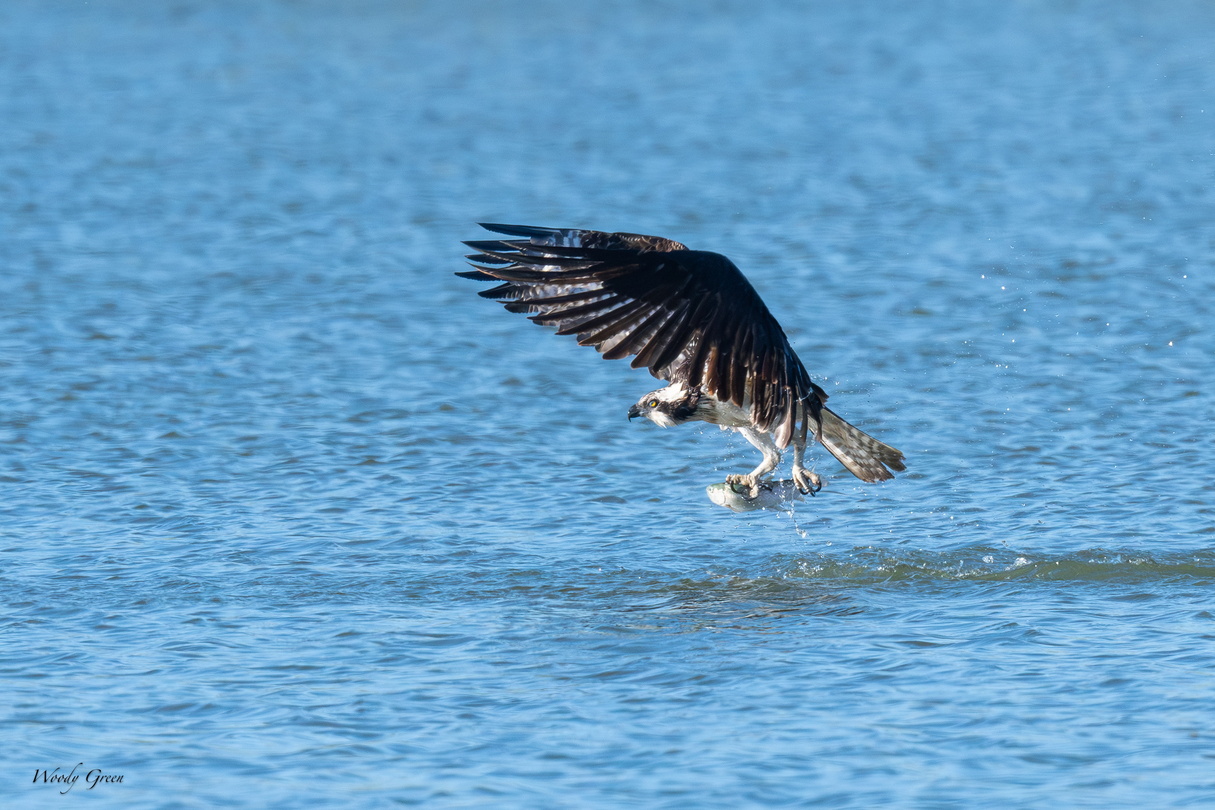 OspreyOffWater-617.jpg