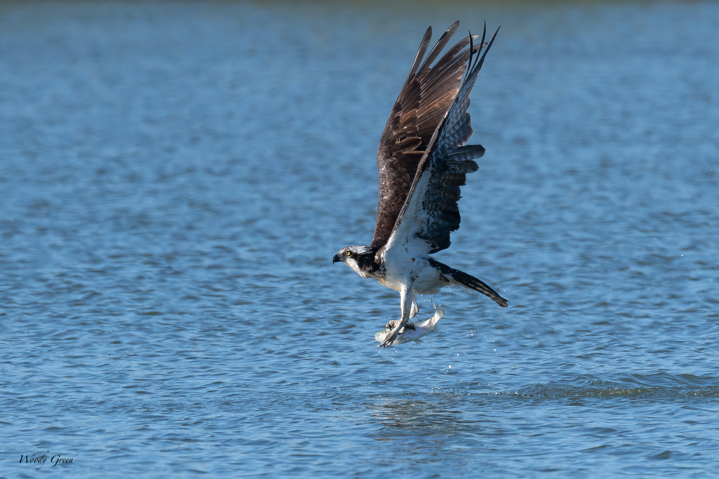OspreyOffWater-618.jpg
