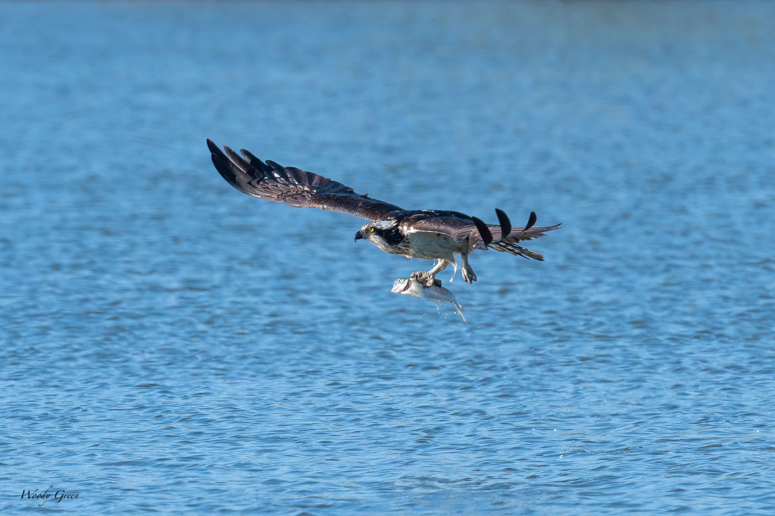 OspreyOffWater-619.jpg