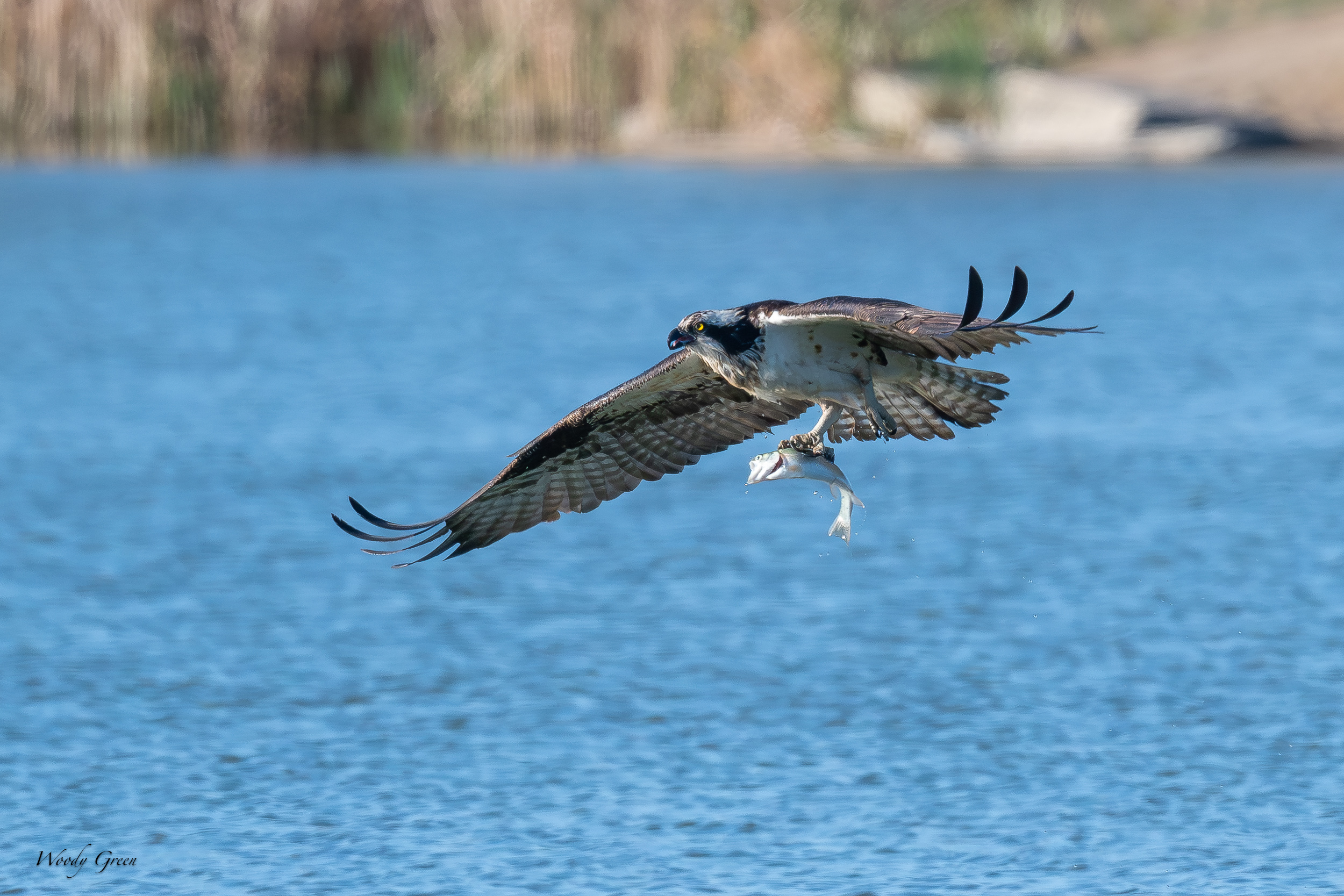 OspreyOffWater-620.jpg