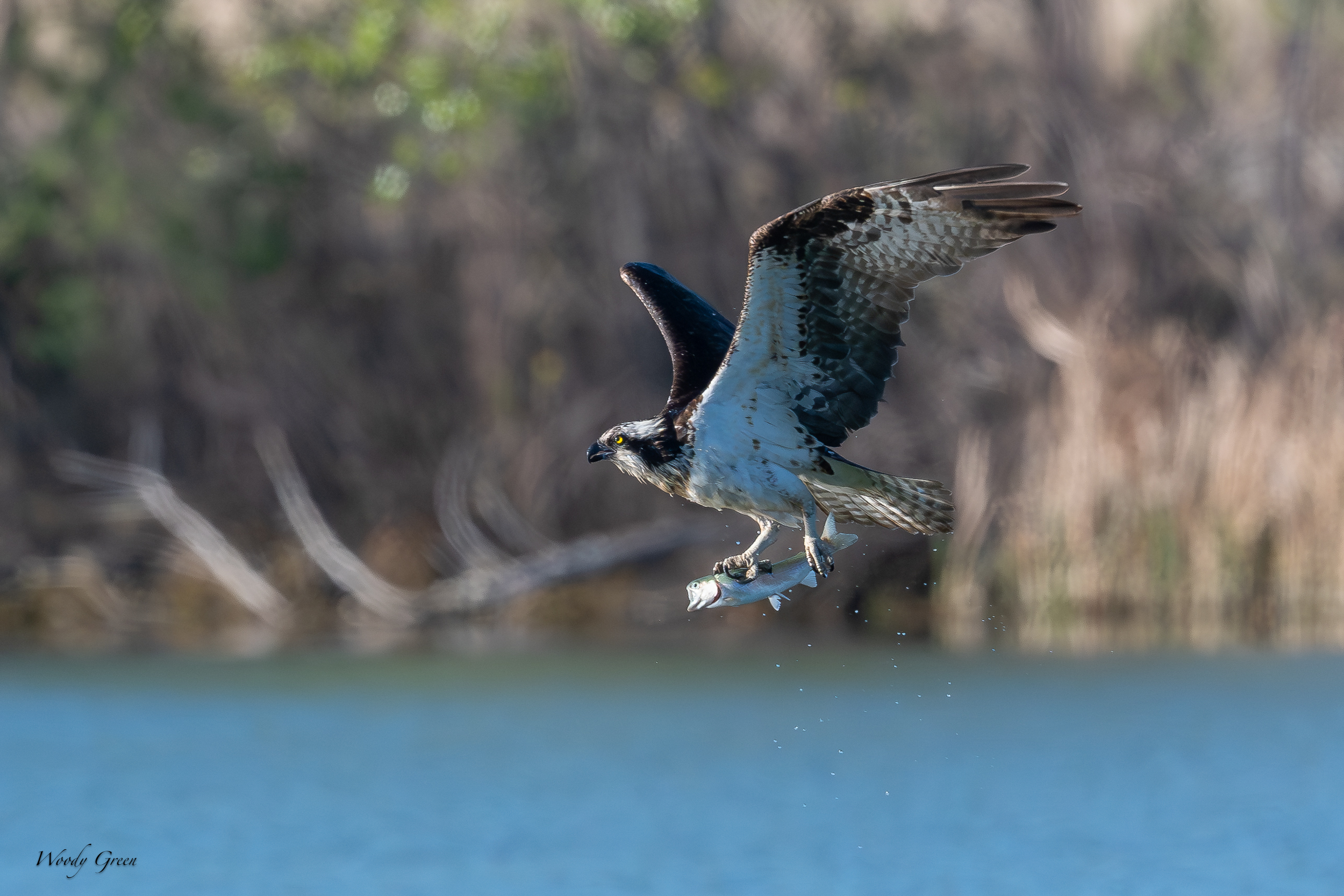 OspreyOffWater-621.jpg