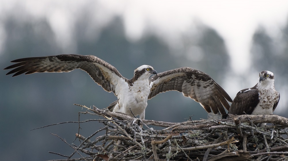 osprey's nest.jpg