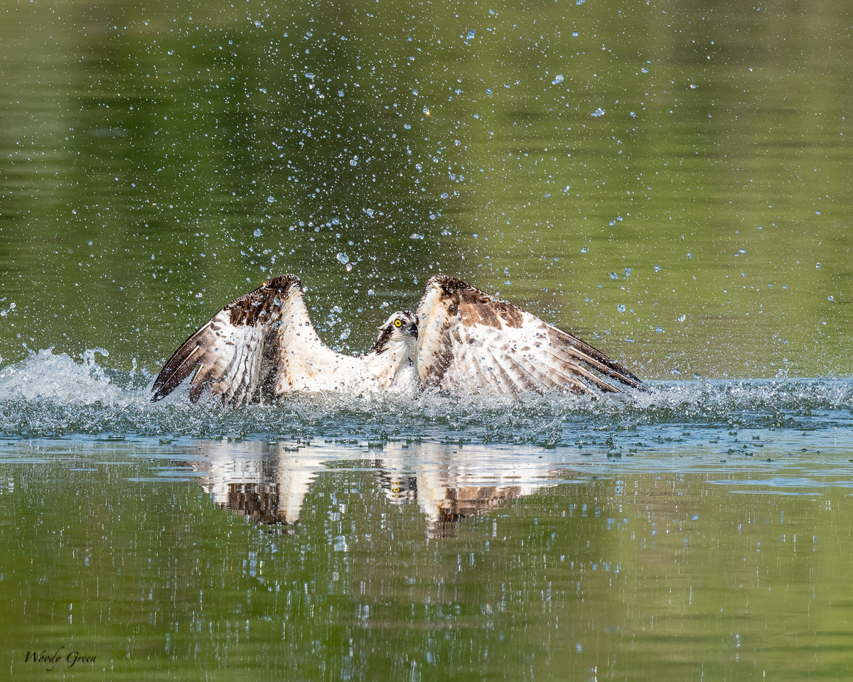 OspreySplash-651.jpg