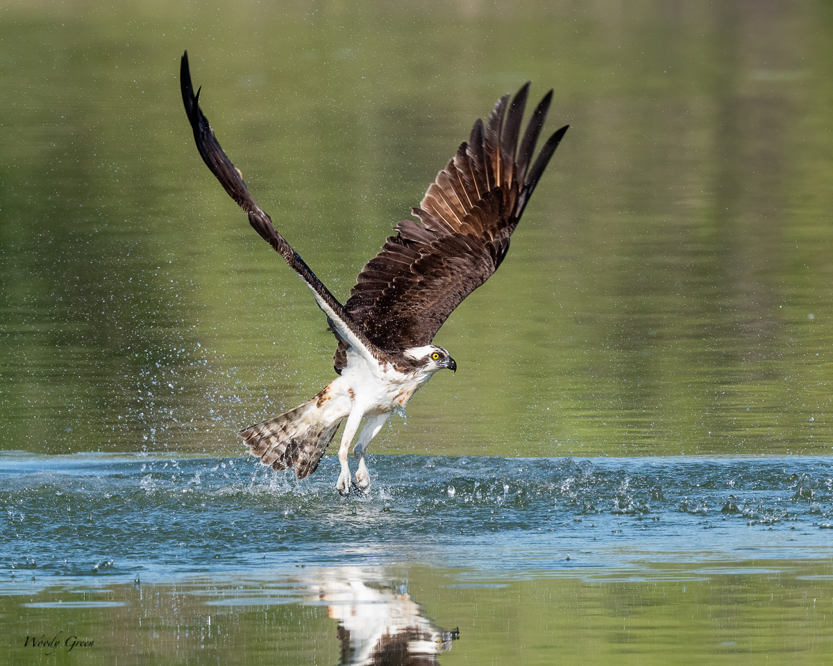 OspreySplash-652.jpg