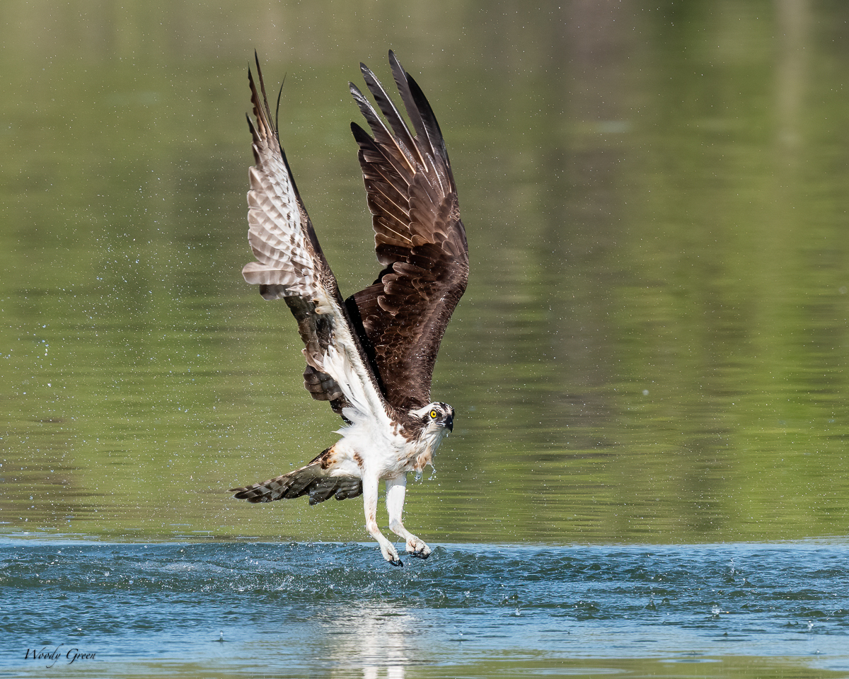 OspreySplash-653.jpg