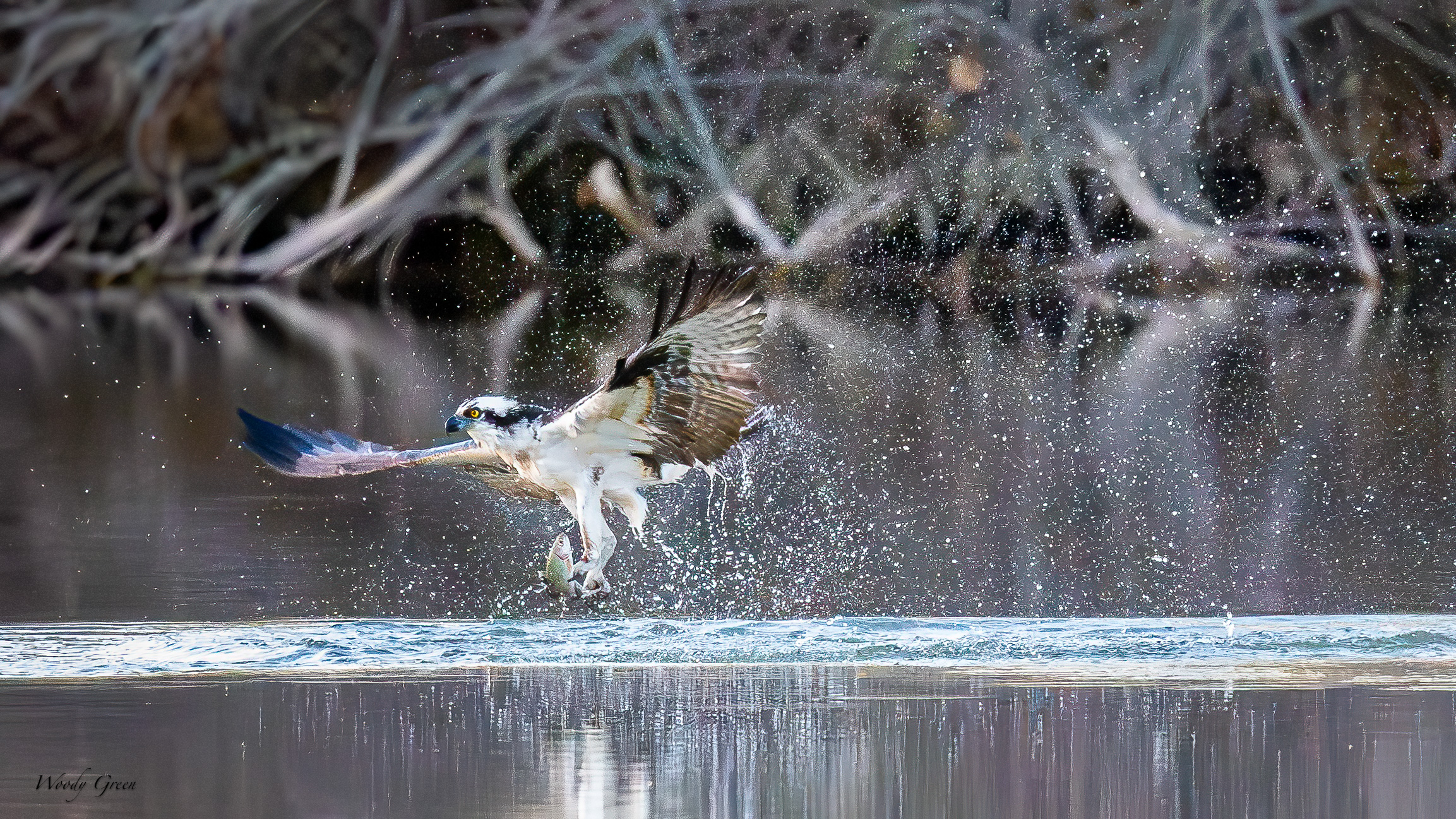 OspreySpray-615.jpg