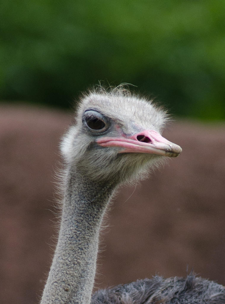 ostrich (1 of 1).jpg