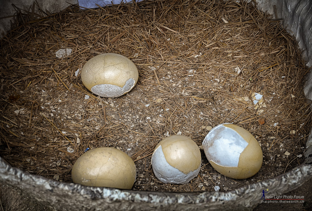 ostrich-egg-2.jpg