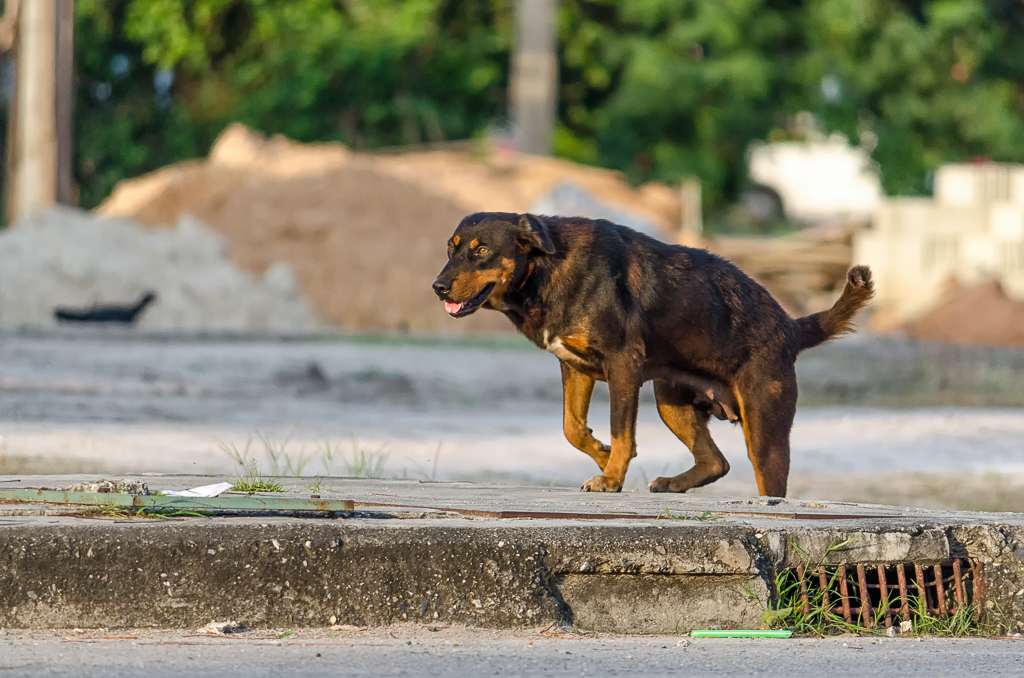 other-dog-1.jpg