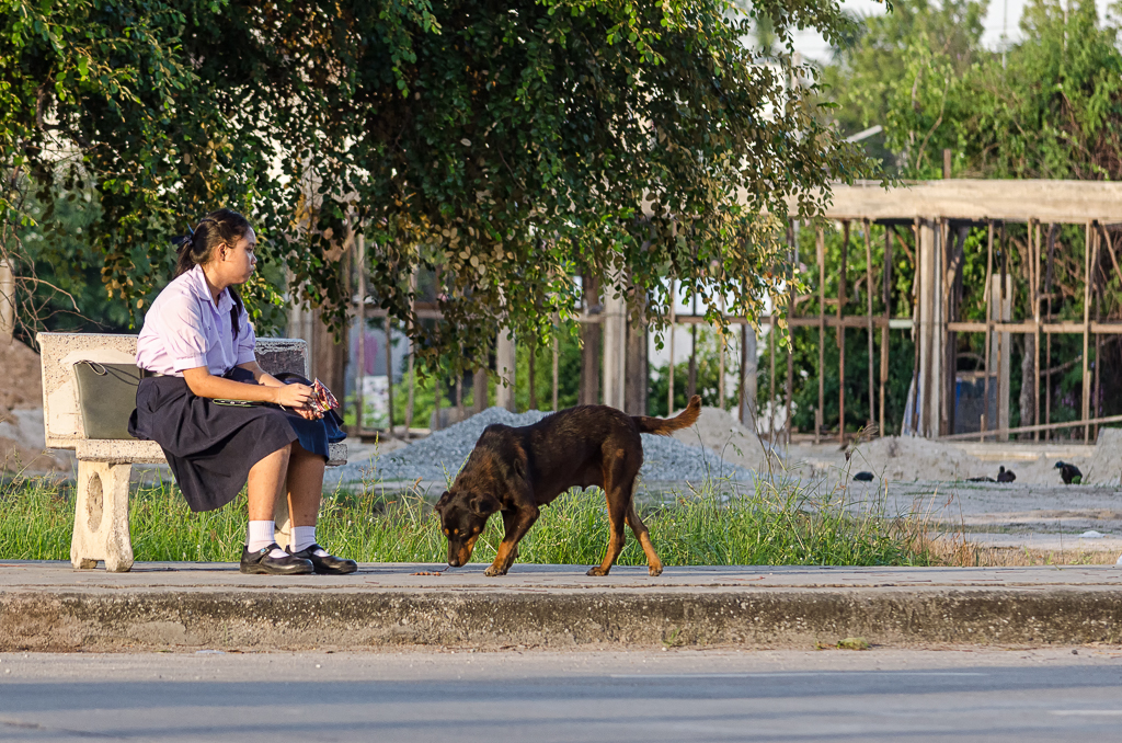 other-dog-2.jpg