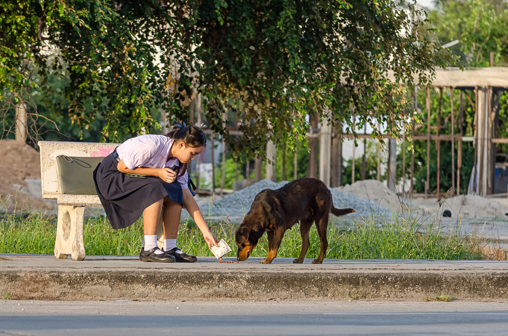 other-dog-3.jpg
