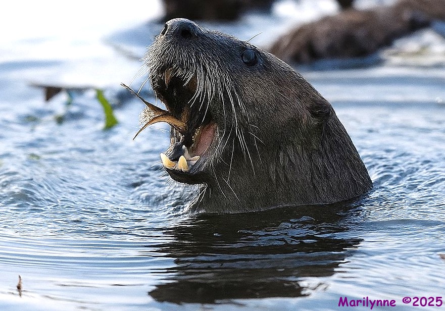 otter no noise_001.JPG