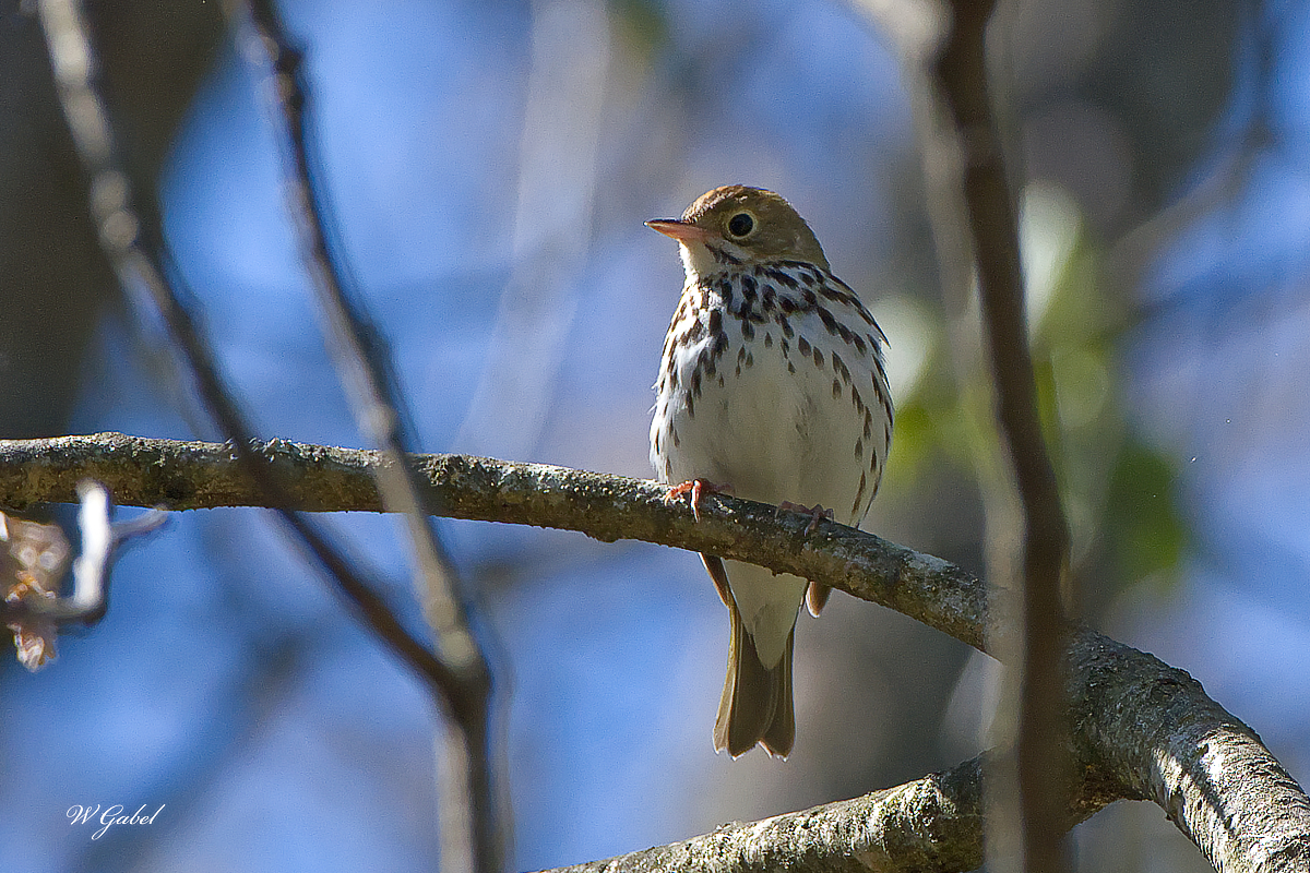 OvenBird0562 sm.jpg