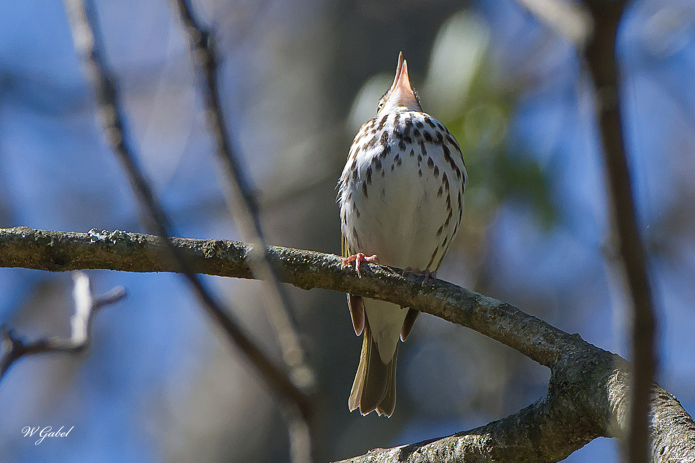 OvenBird0564 sm.jpg
