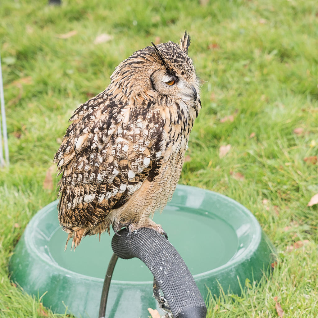 Owl 1.jpg