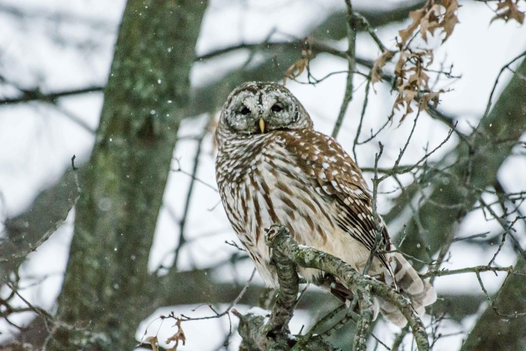 owl (1 of 1).jpg