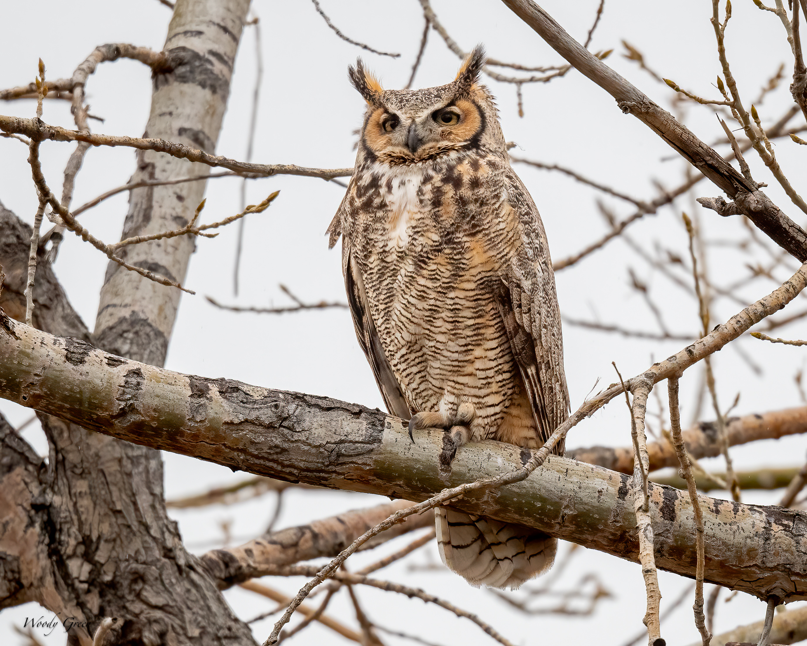 Owl-601.jpg