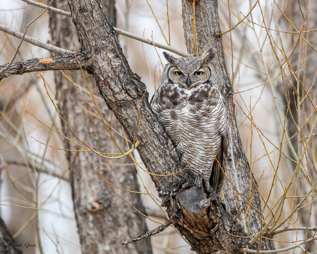 Owl-615.jpg