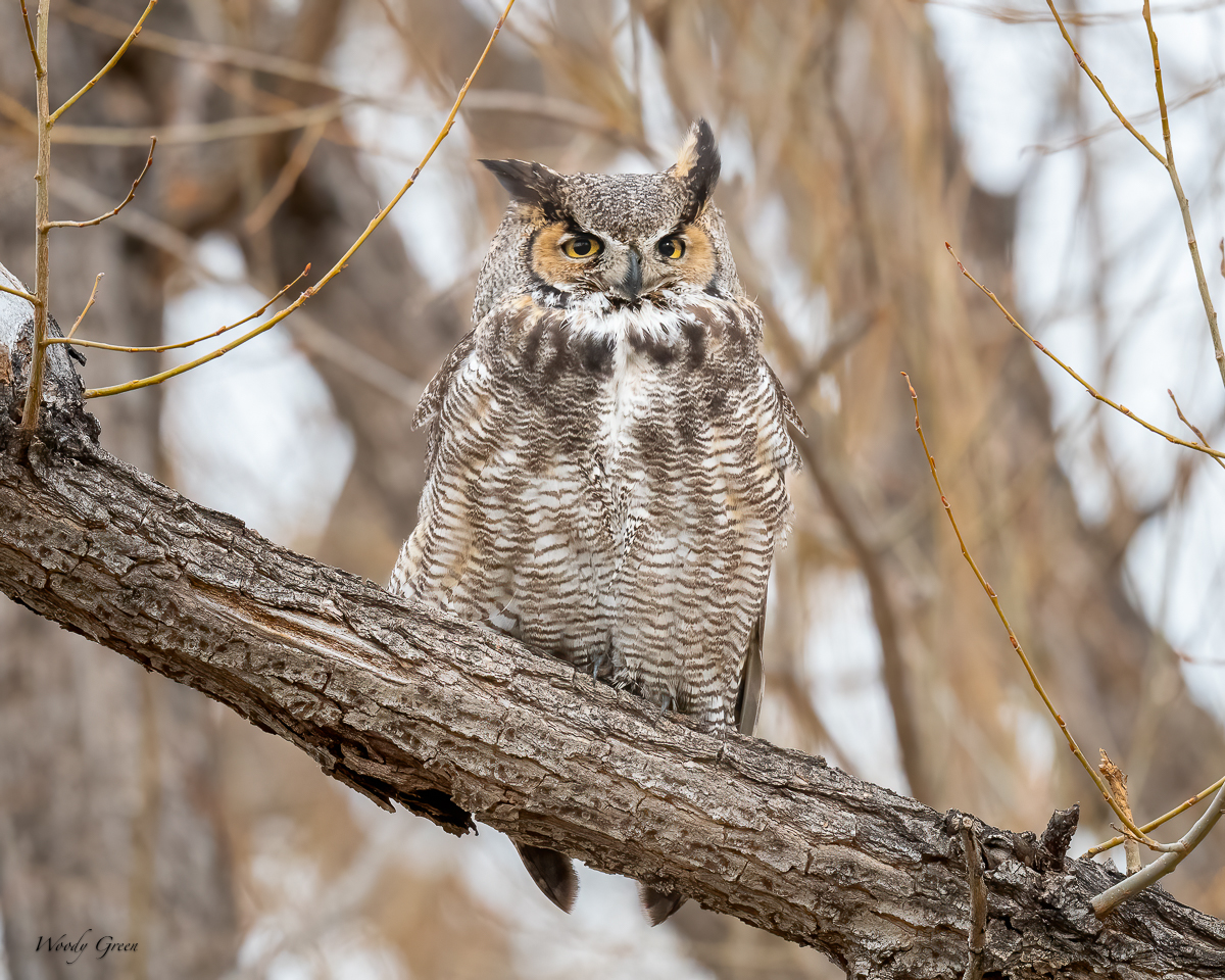Owl-616.jpg