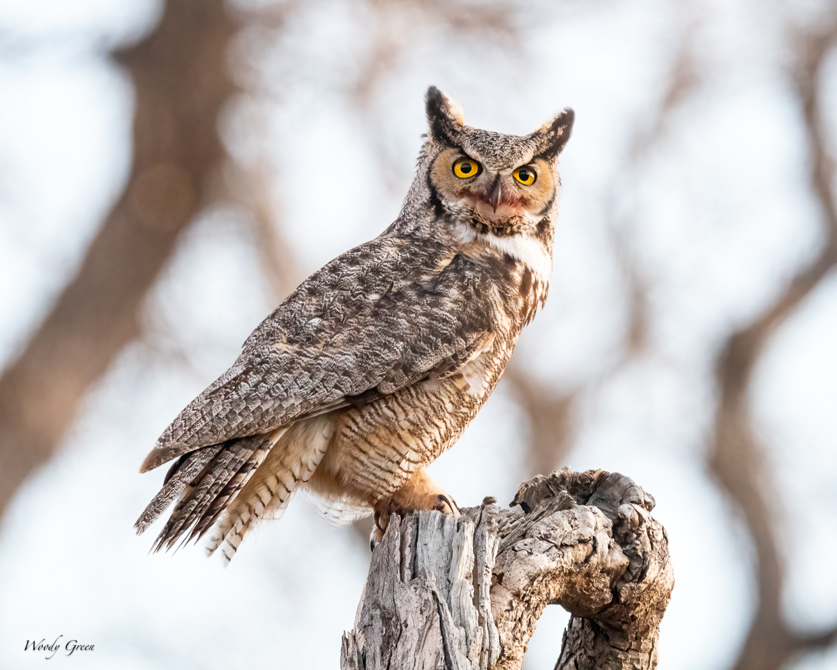 Owl-617.jpg