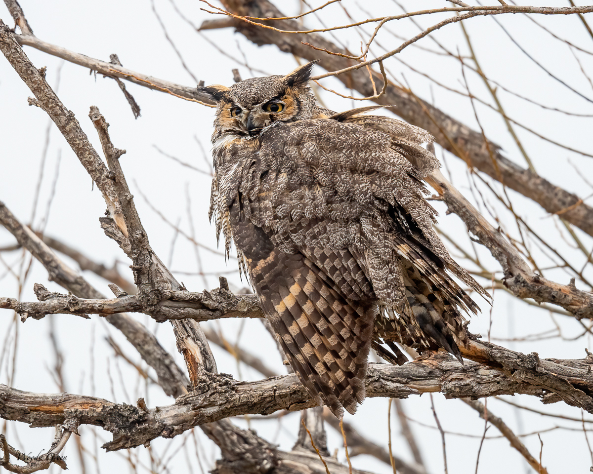 Owl-618.jpg