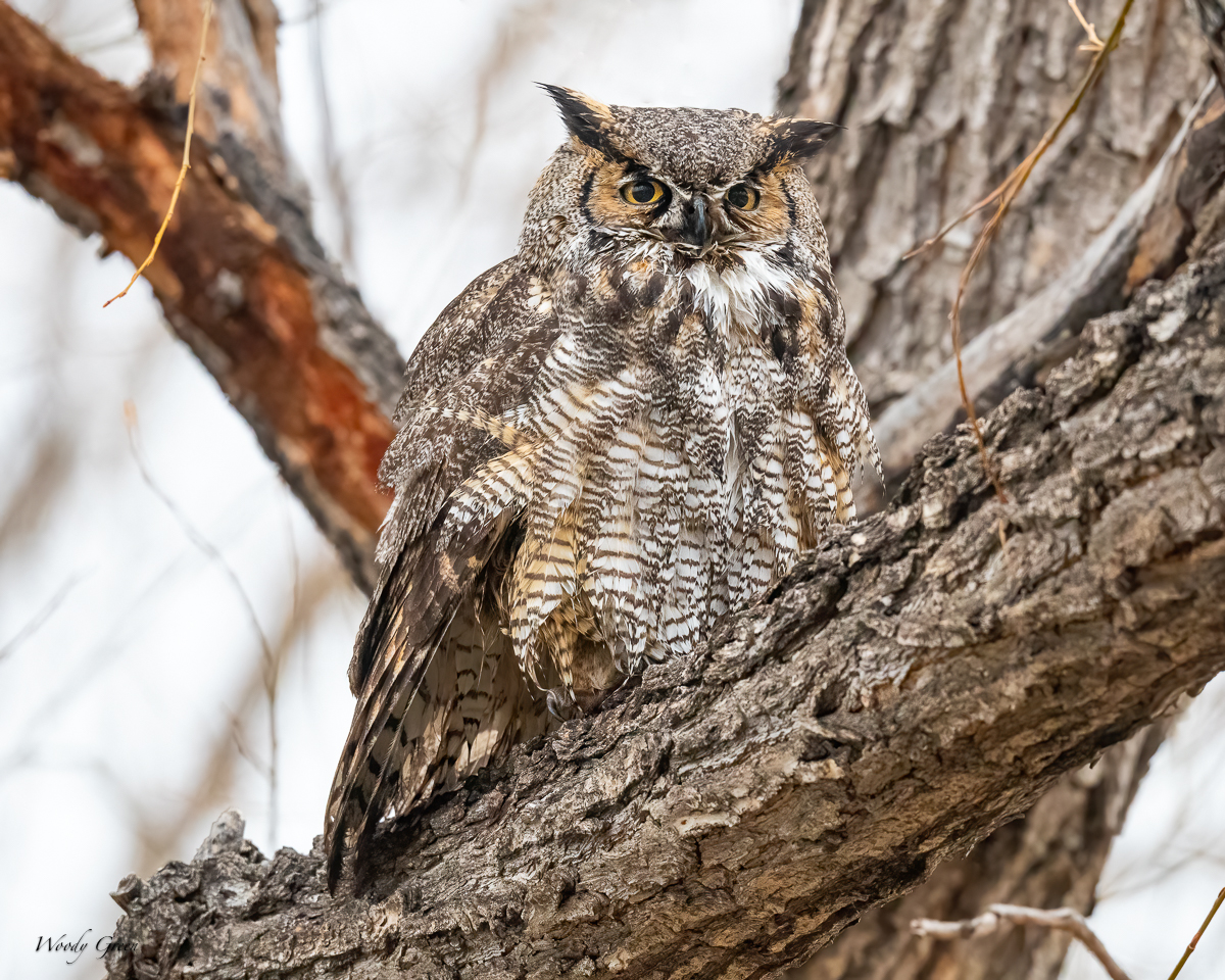 Owl-619.jpg