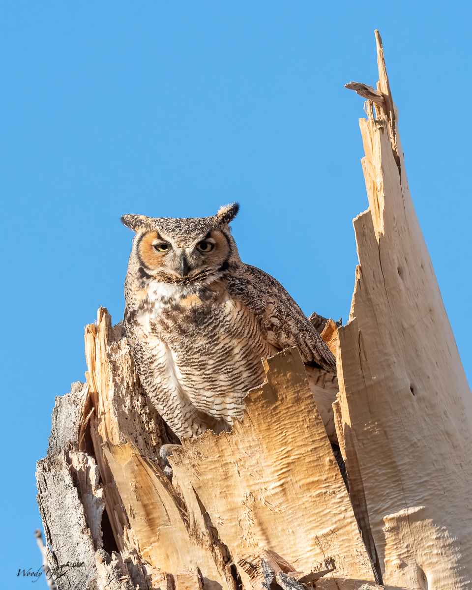 Owl-620.jpg