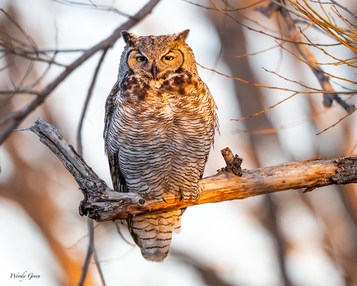 Owl-622.jpg