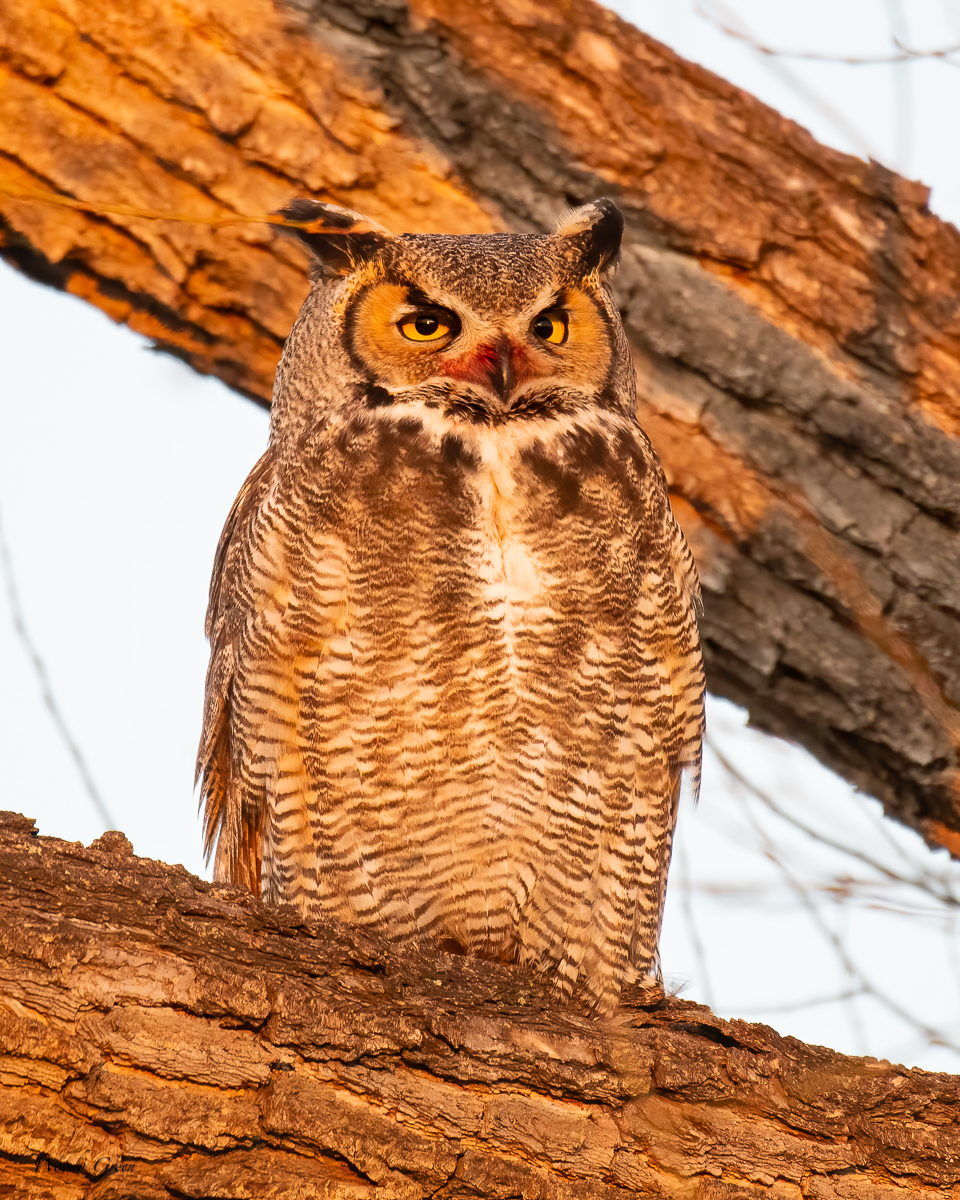 Owl-623.jpg