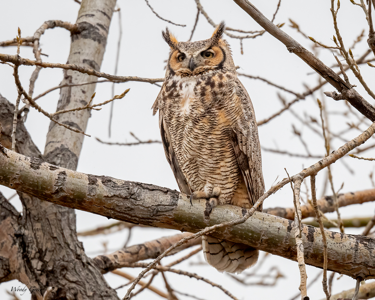 Owl-626.jpg