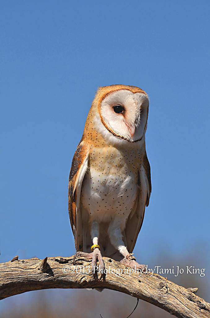 owl.jpg