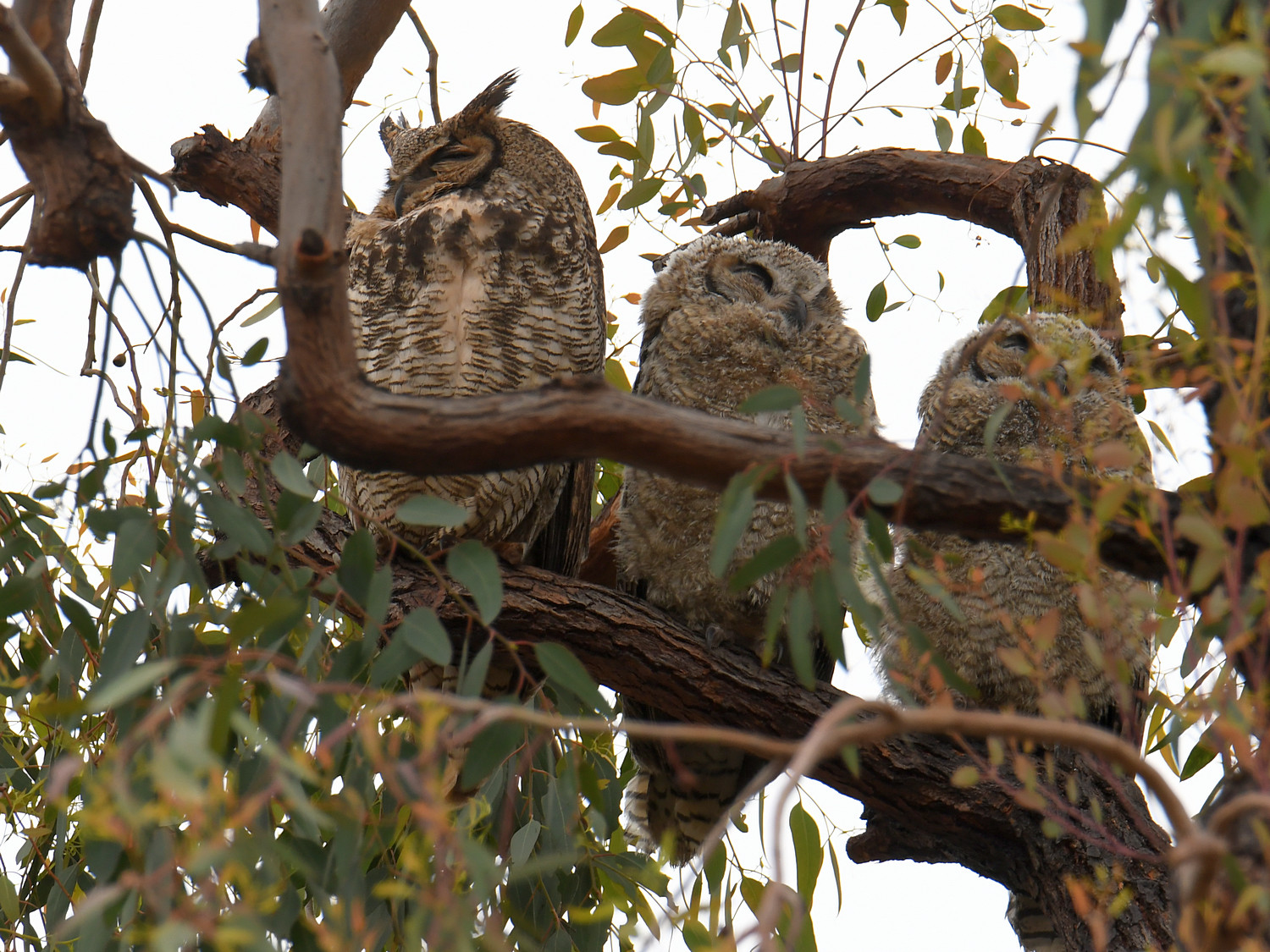 Owl.jpg