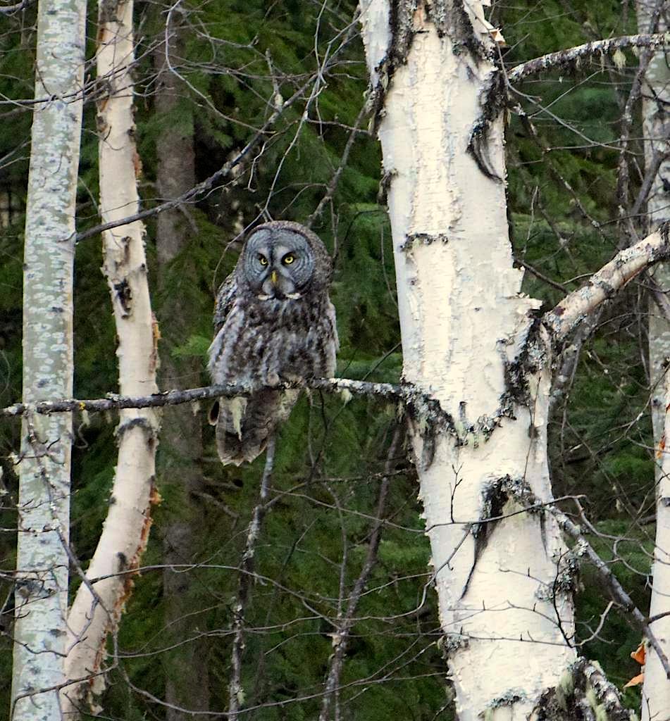 Owl mod 4.jpg